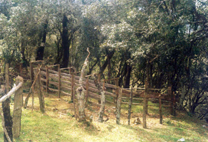 Encino Duela